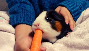 A SHINE client with a guinea pig at on their lap eating a carrot during a session of Animal Therapy